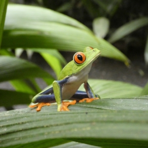 Costa Rica